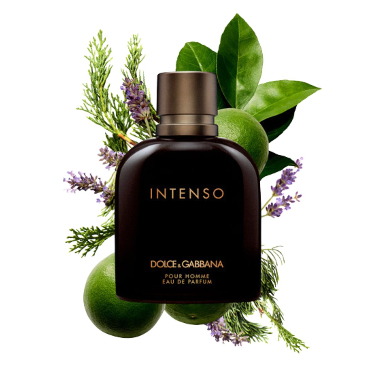 Intenso - Dolce & Gabbana - 4.2 oz / 125 ML - Eau de Parfum - Fragrance - 3423473020820 - Fragrance