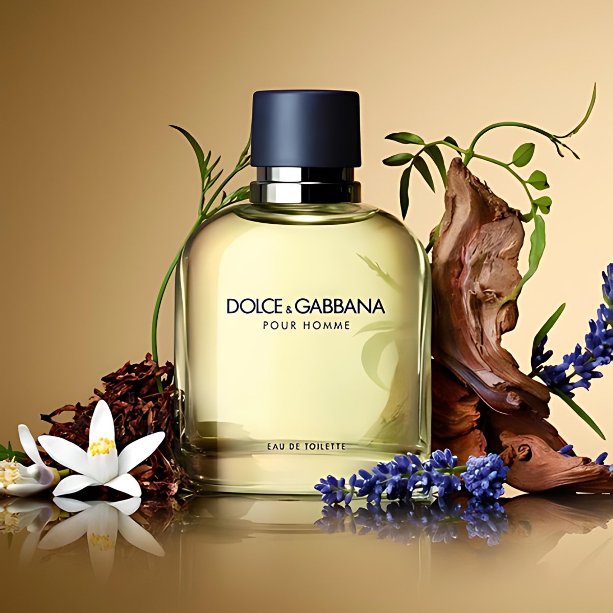 Dolce gabbana perfume shops for him